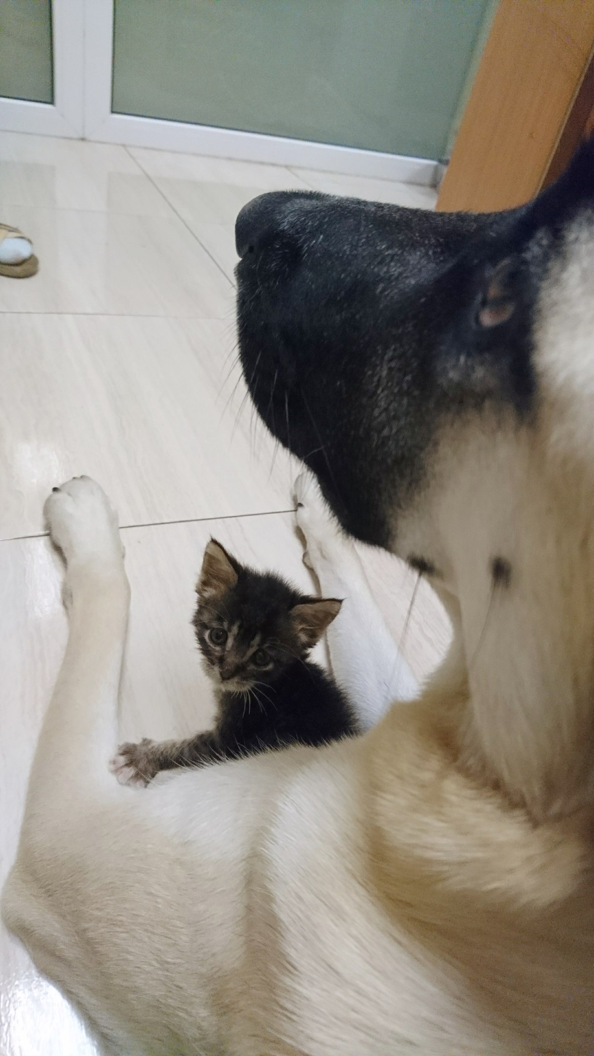 Are you mom? - My, Dog, cat, friendship, Milota, Longpost