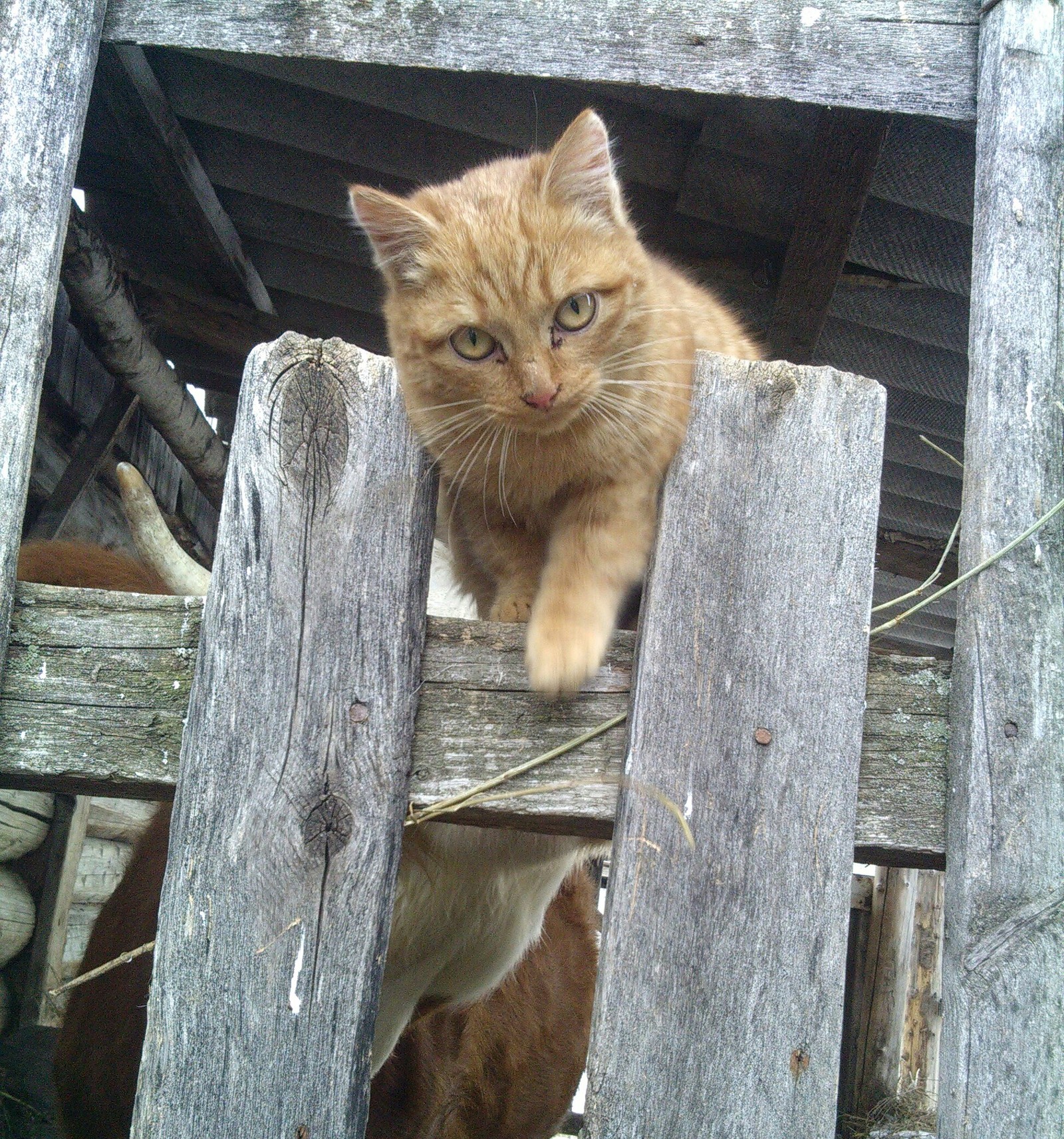 Ryzhik - My, cat, , Redheads, Story, Longpost