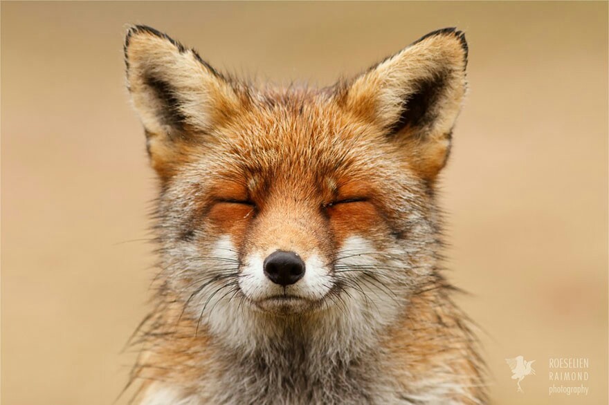 Have a good day) - Fox, Milota, Good morning, Smile