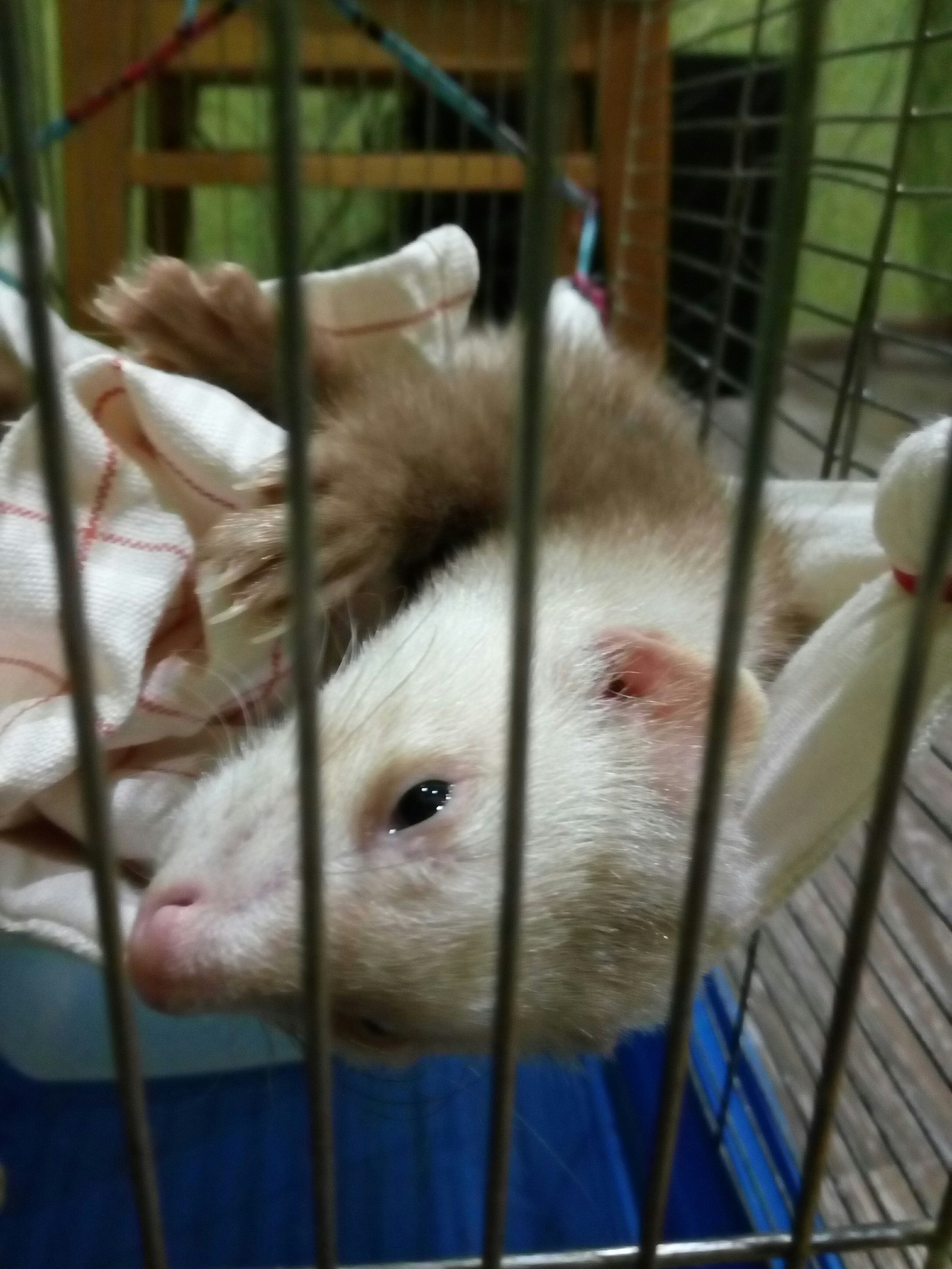 Getting to know the ferret - Ferret, Fluffy, Longpost