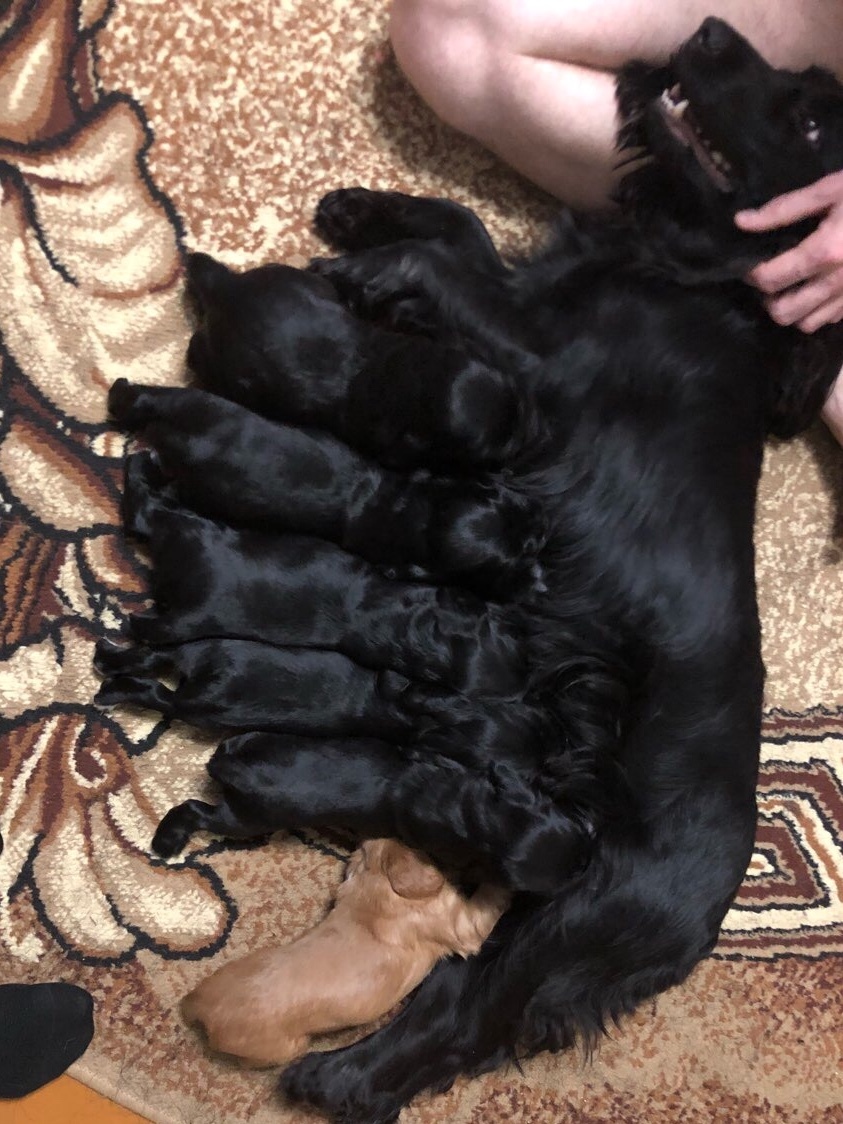 Eat, you can sleep - My, Puppies, Spaniel, Milota, Longpost, Dog