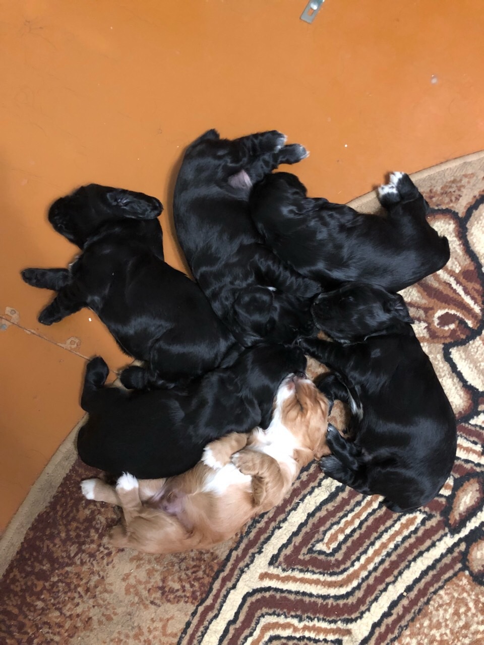 Eat, you can sleep - My, Puppies, Spaniel, Milota, Longpost, Dog