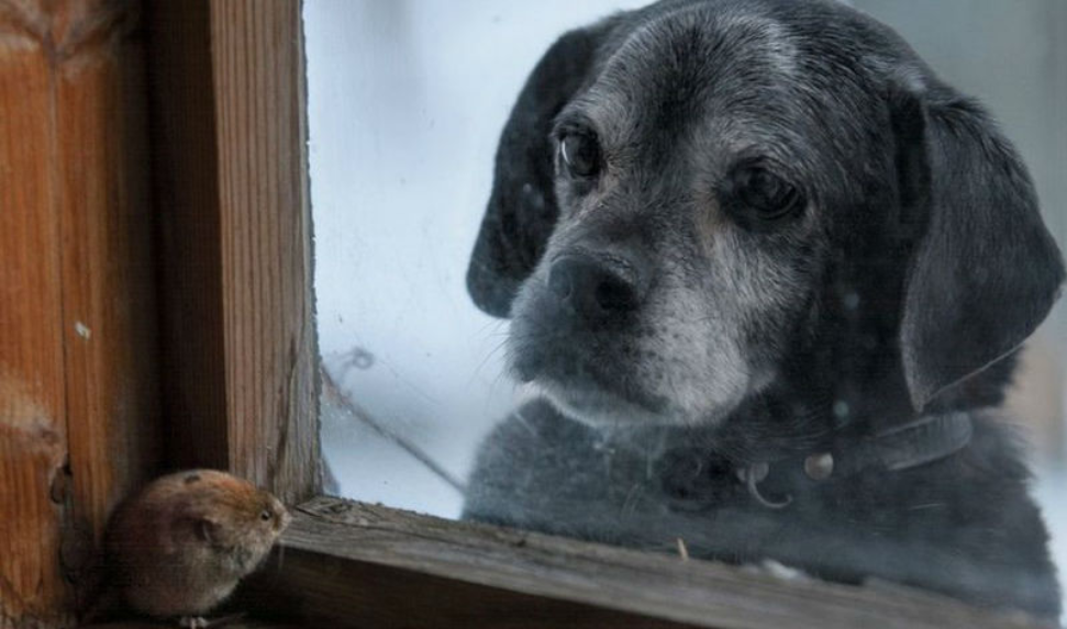 - What, friend, are you lonely? - The photo, Dog, Mouse, Winter, Abandoned house