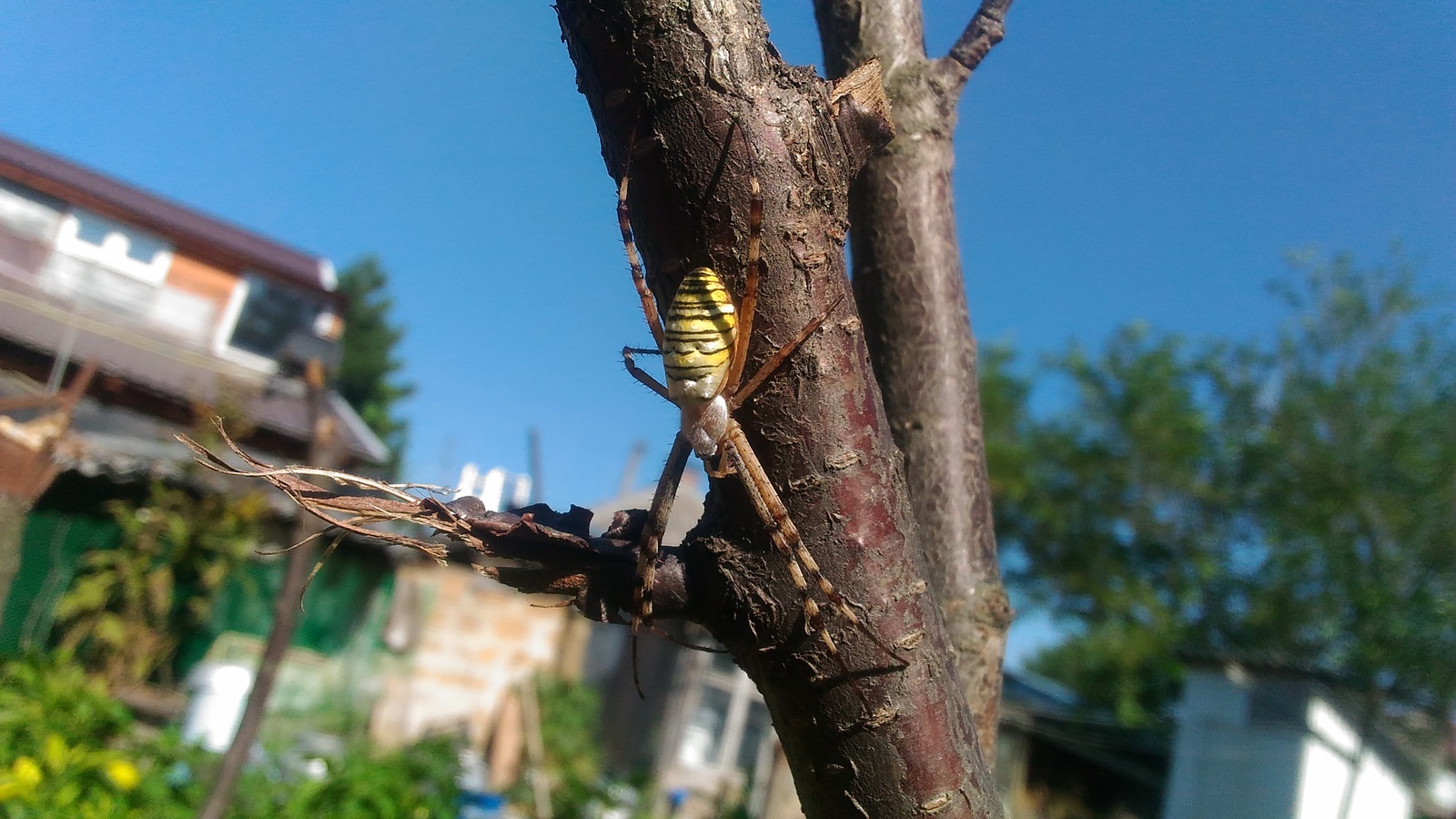 Harvest in the garden - My, Spider, Garden, The photo