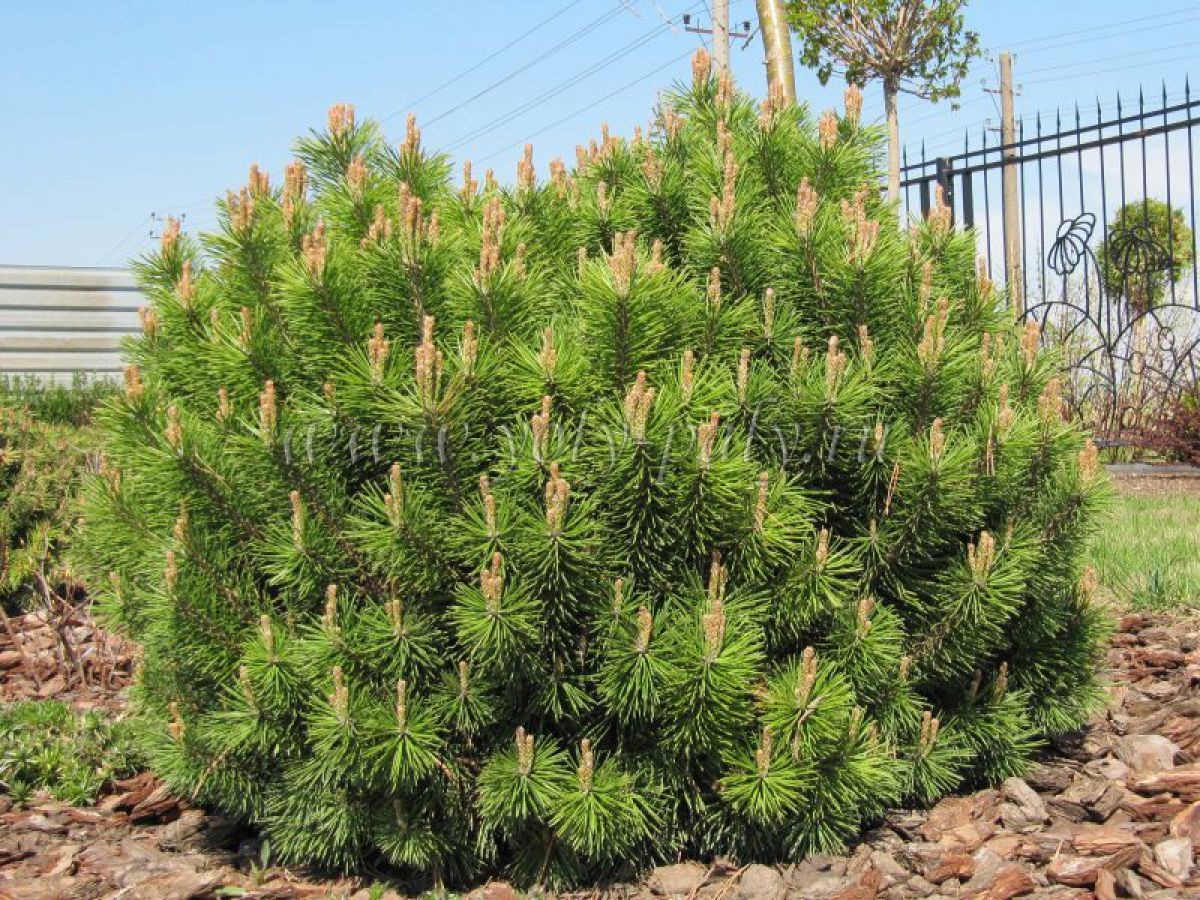 Seeds of varietal pines. - My, Pine, Cones, Garden Center, , Longpost