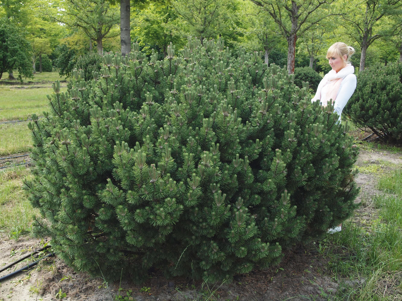 Seeds of varietal pines. - My, Pine, Cones, Garden Center, , Longpost