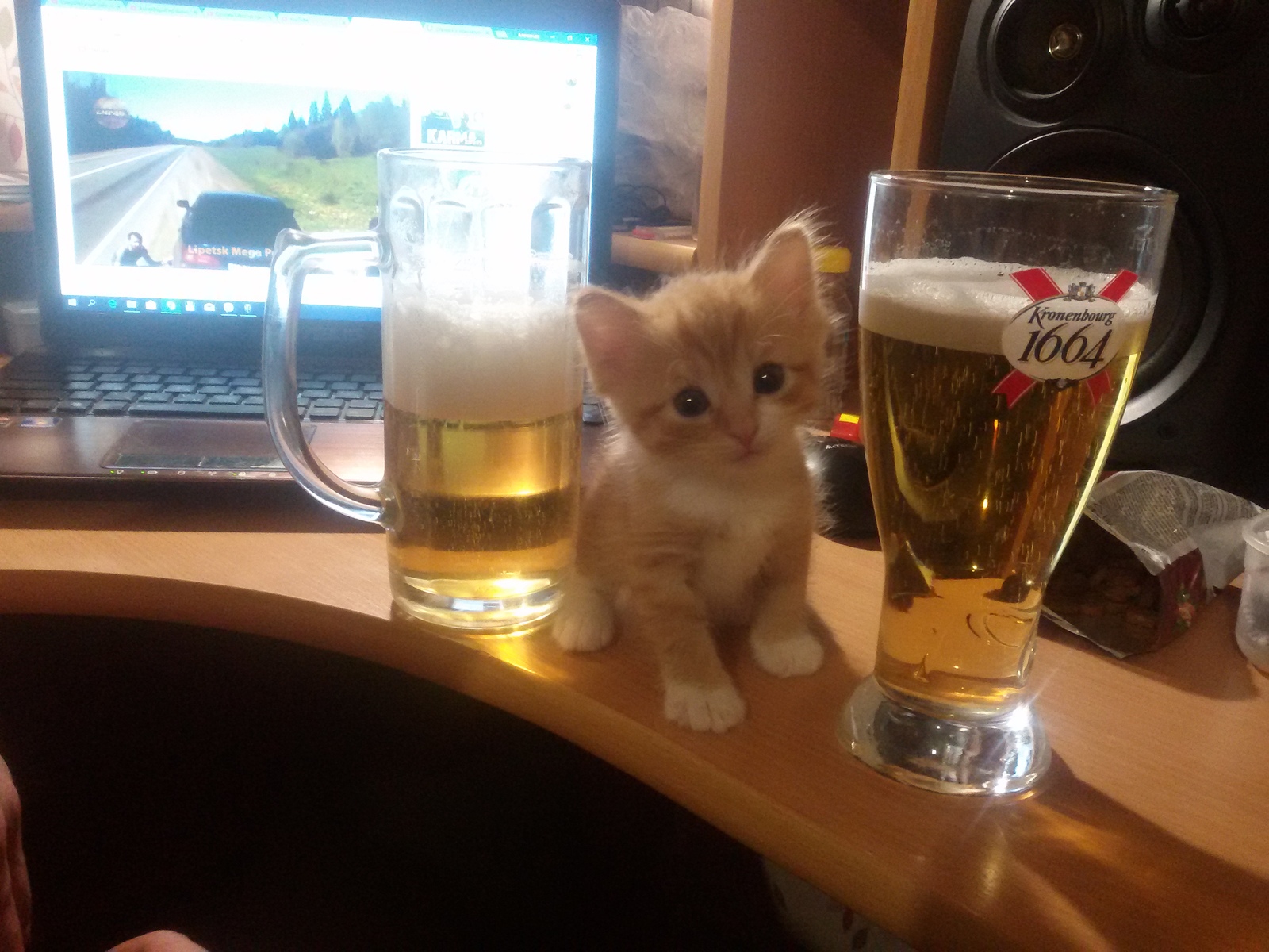 My new neighbor - My, cat, Beer