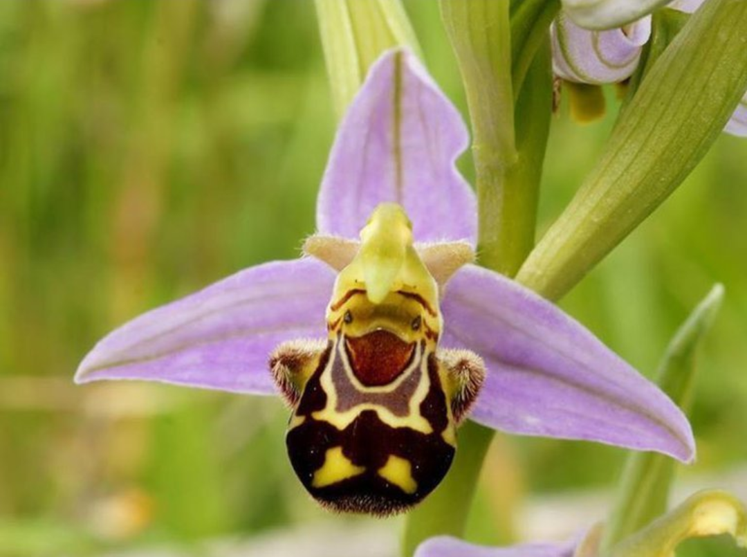 Nature with humor. - Wonders of nature, Pareidolia, Orchids, Longpost