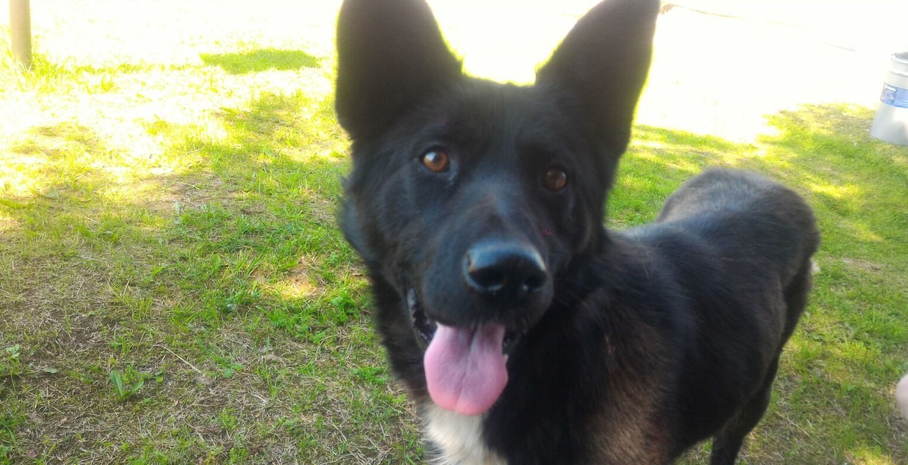 Assistant - My, Perm Territory, Dog, Friend of human