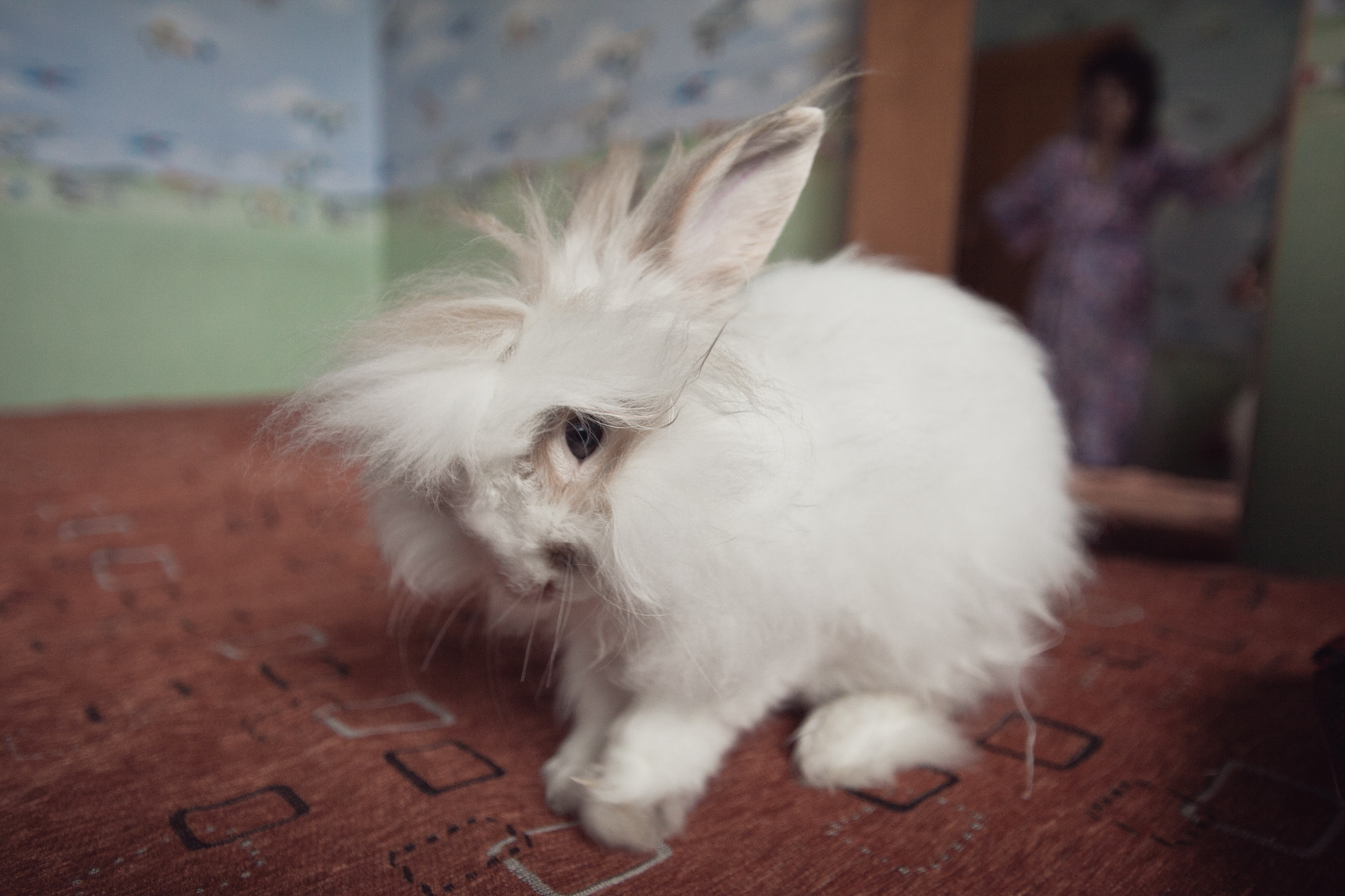 Yashkin's help. - My, Pet, Rabbit, Friend, Longpost, Pets