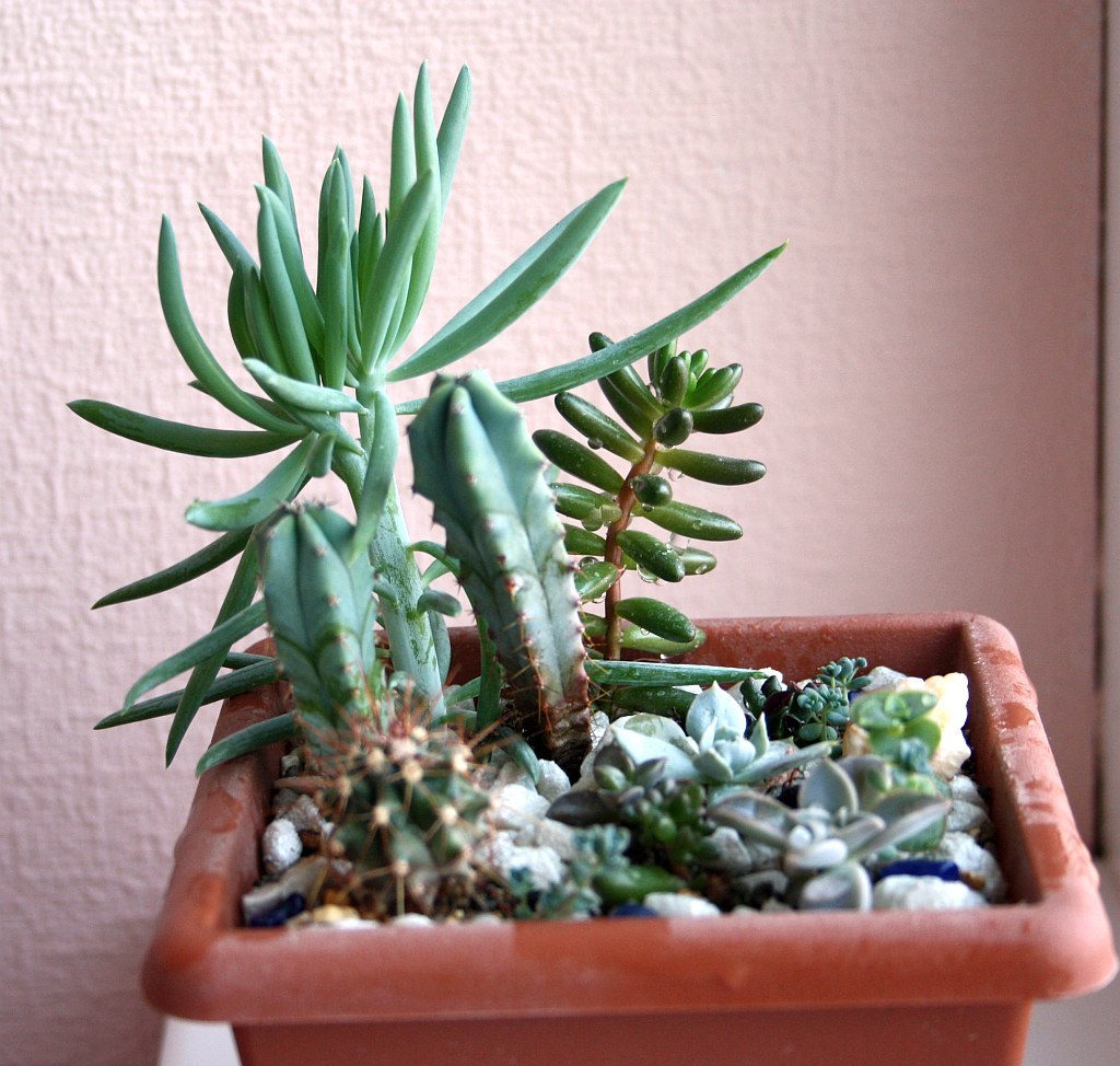 My neighbors, but not Totoro) - My, Succulents, Cactus, Lithops, Houseplants, Amazing, Botany, Longpost