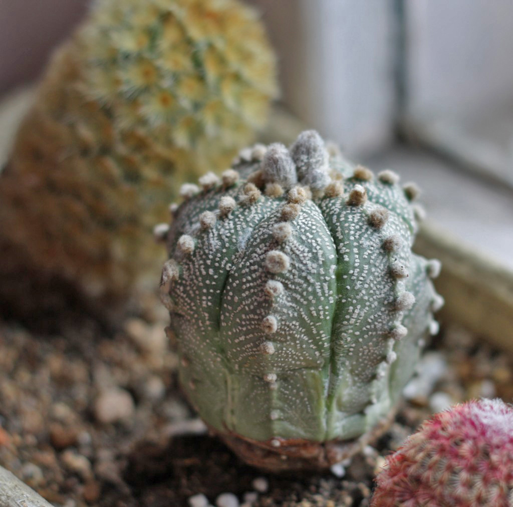 My neighbors, but not Totoro) - My, Succulents, Cactus, Lithops, Houseplants, Amazing, Botany, Longpost