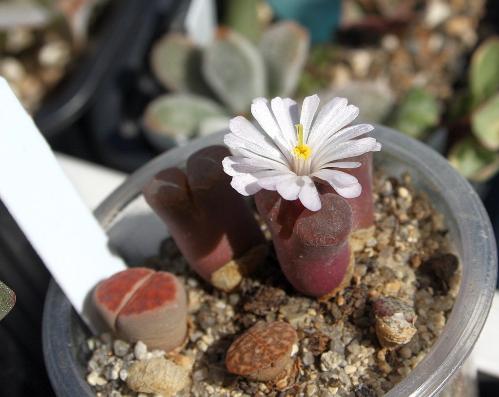 My neighbors, but not Totoro) - My, Succulents, Cactus, Lithops, Houseplants, Amazing, Botany, Longpost