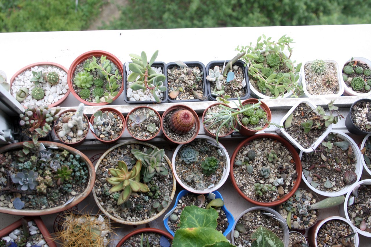 My neighbors, but not Totoro) - My, Succulents, Cactus, Lithops, Houseplants, Amazing, Botany, Longpost