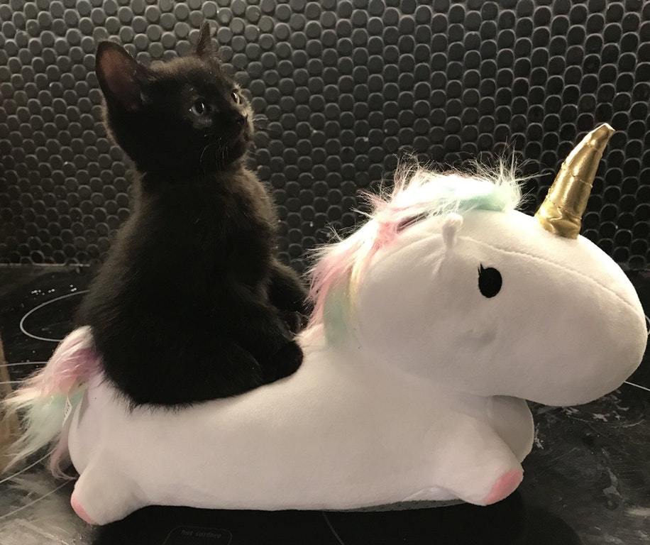 Rider - cat, Unicorn