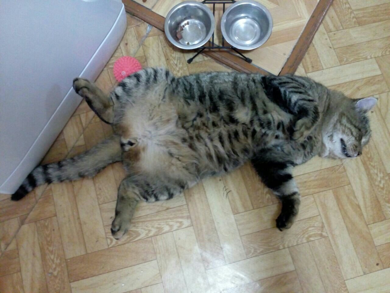 Hungry fainting - My, cat, Pretense