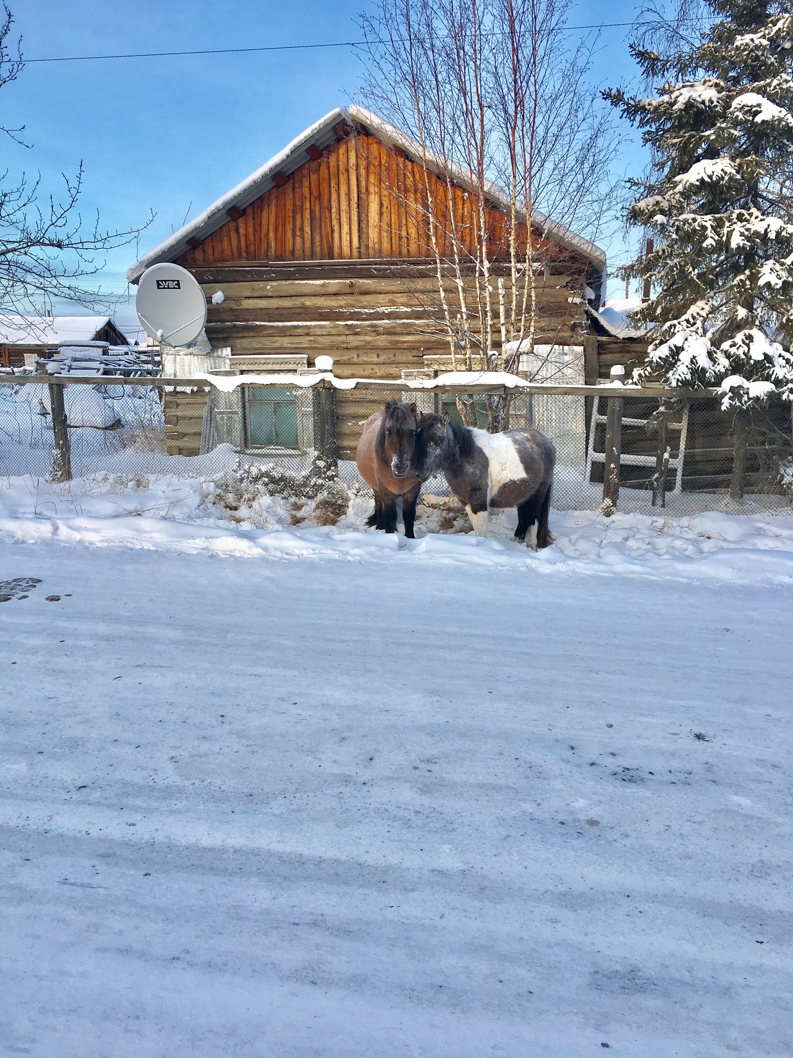 Even a horse has a half, but you don't - My, Animals, Horses, Hugs, Milota, Loneliness