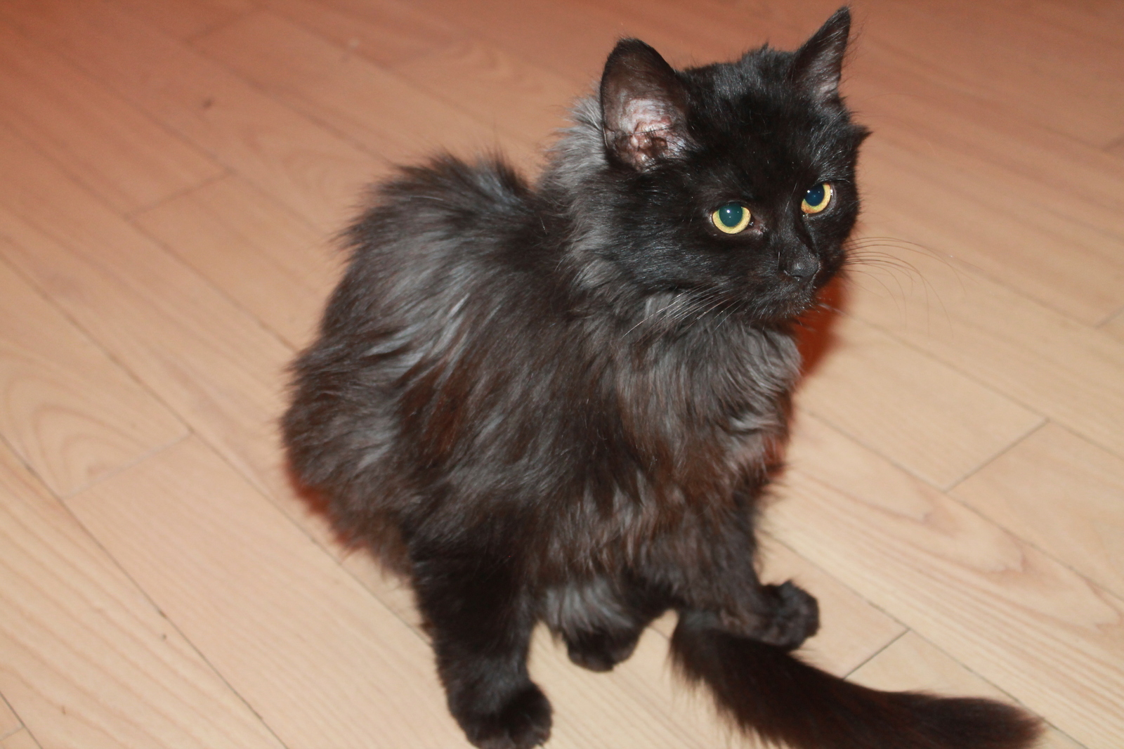 Minsk, little imp is looking for a home! - Minsk, , cat, Animals, Longpost, In good hands, Help, Helping animals