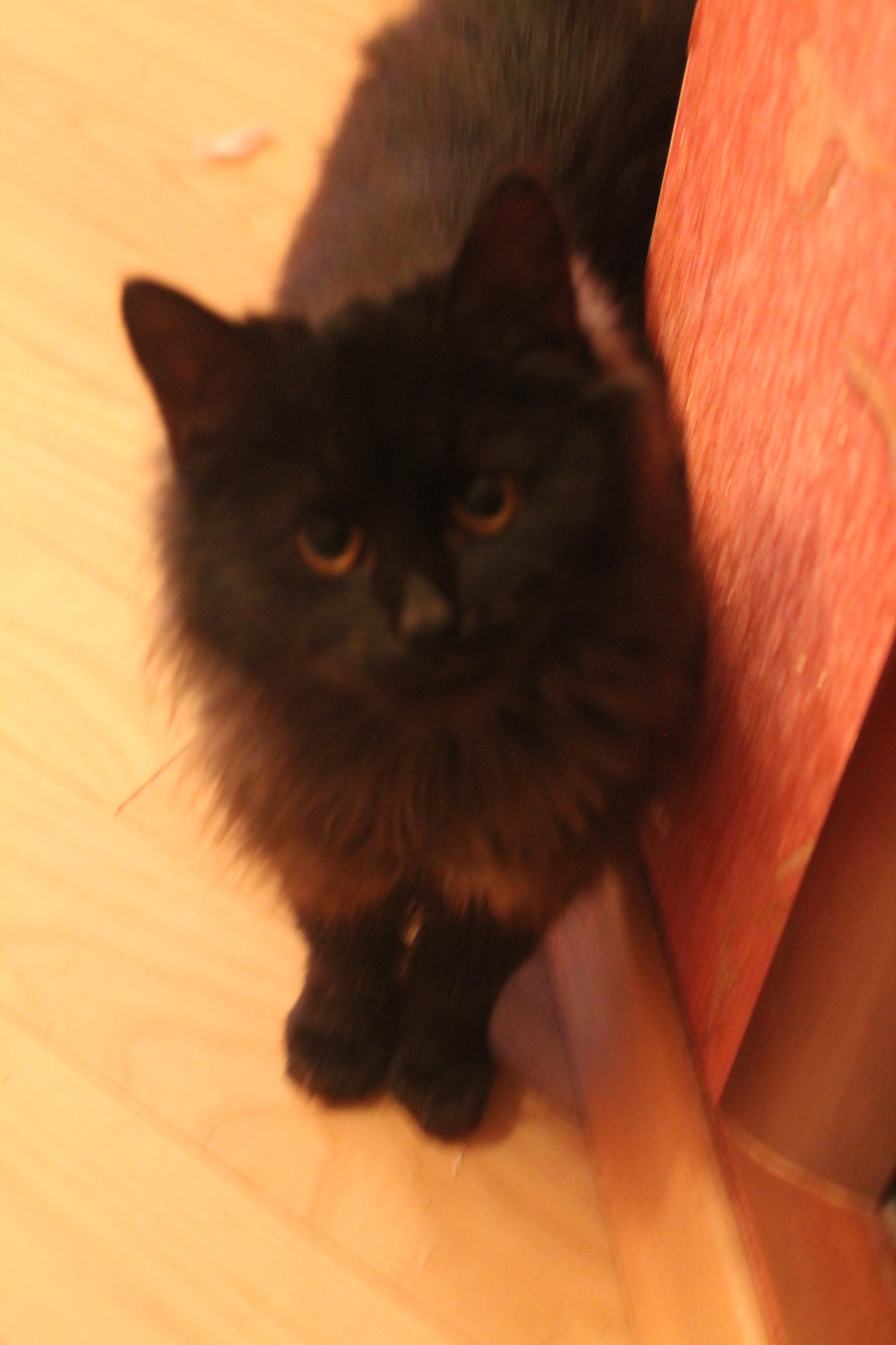 Minsk, little imp is looking for a home! - Minsk, , cat, Animals, Longpost, In good hands, Help, Helping animals