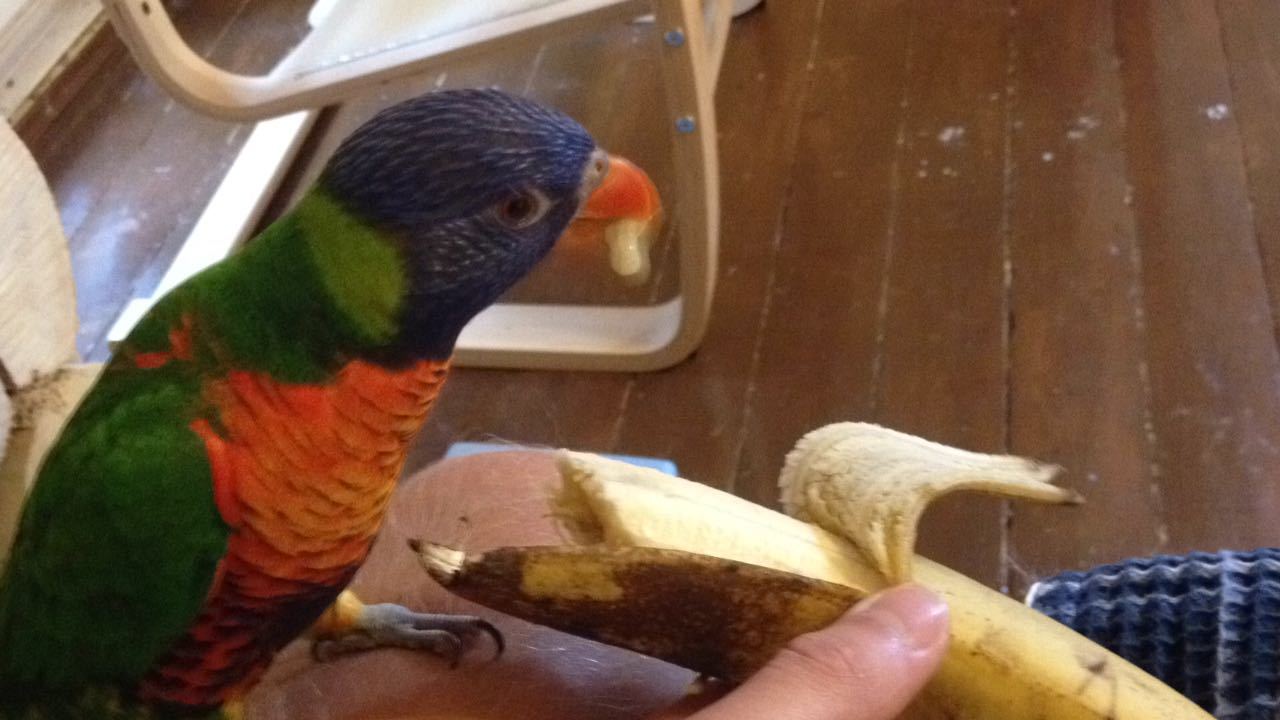 Curiosities of the genetic analysis of parrots - My, Loriket, A parrot, Birds, Longpost