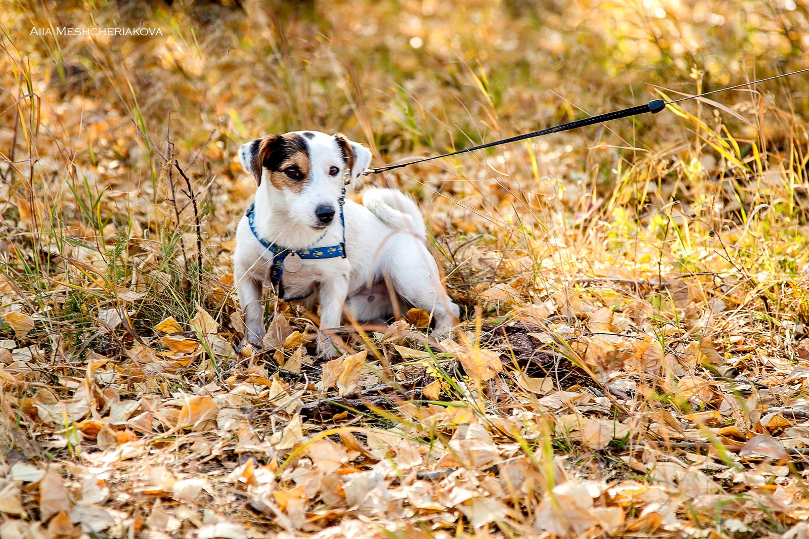 Photo report from charity photo shoots - My, Beginning photographer, Charity, Dogs and people, Provinces, Animal Rescue, Thank you, Longpost