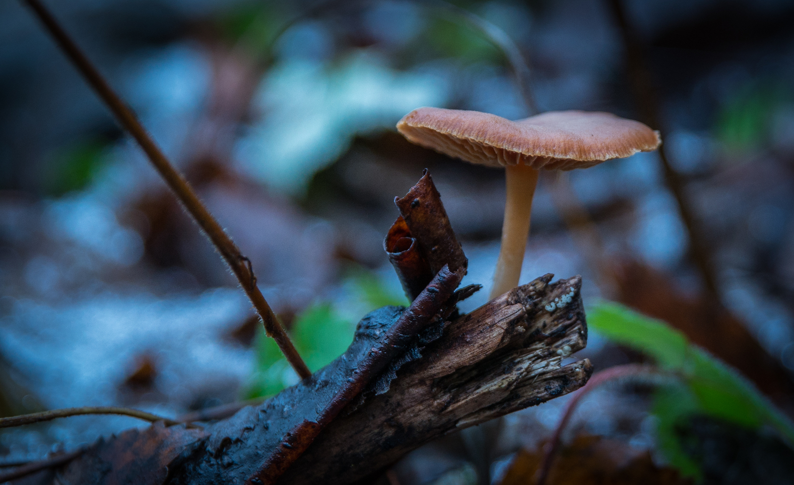 Sestroretsky spill in November - My, Sestroretsk, Spill, Mushrooms, Wave, Forest, Canon 24-70, Longpost