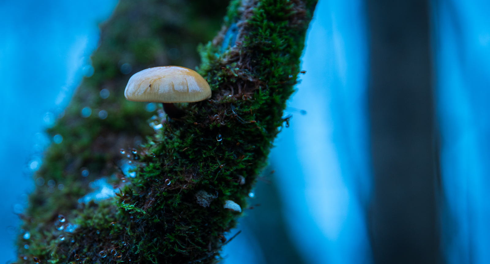 Sestroretsky spill in November - My, Sestroretsk, Spill, Mushrooms, Wave, Forest, Canon 24-70, Longpost