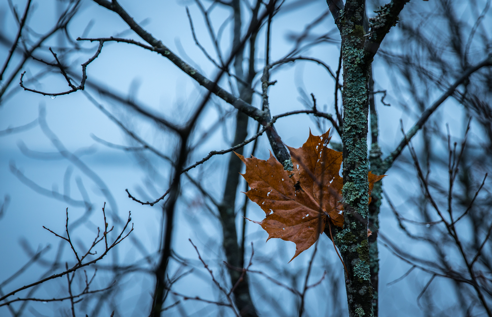 Sestroretsky spill in November - My, Sestroretsk, Spill, Mushrooms, Wave, Forest, Canon 24-70, Longpost