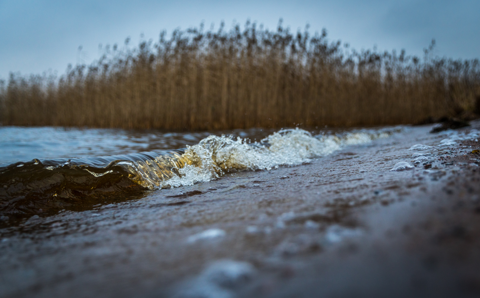 Sestroretsky spill in November - My, Sestroretsk, Spill, Mushrooms, Wave, Forest, Canon 24-70, Longpost