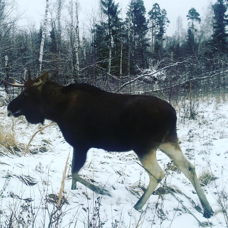 Moose in Moscow - My, Elk, Moscow, Elk Island, The photo, Nature