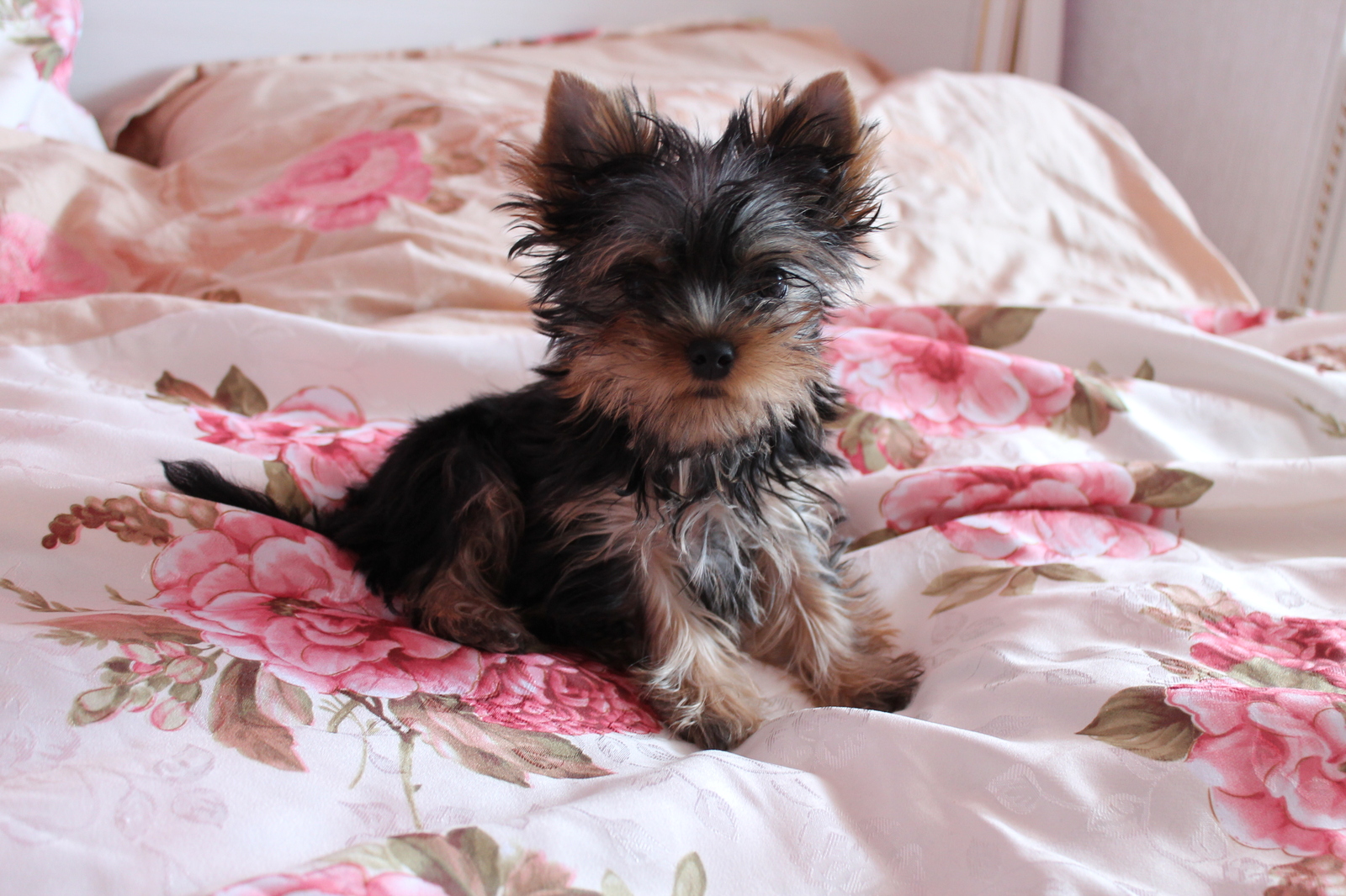 A little happiness - My, Dog, Puppies, Milota, Yorkshire Terrier