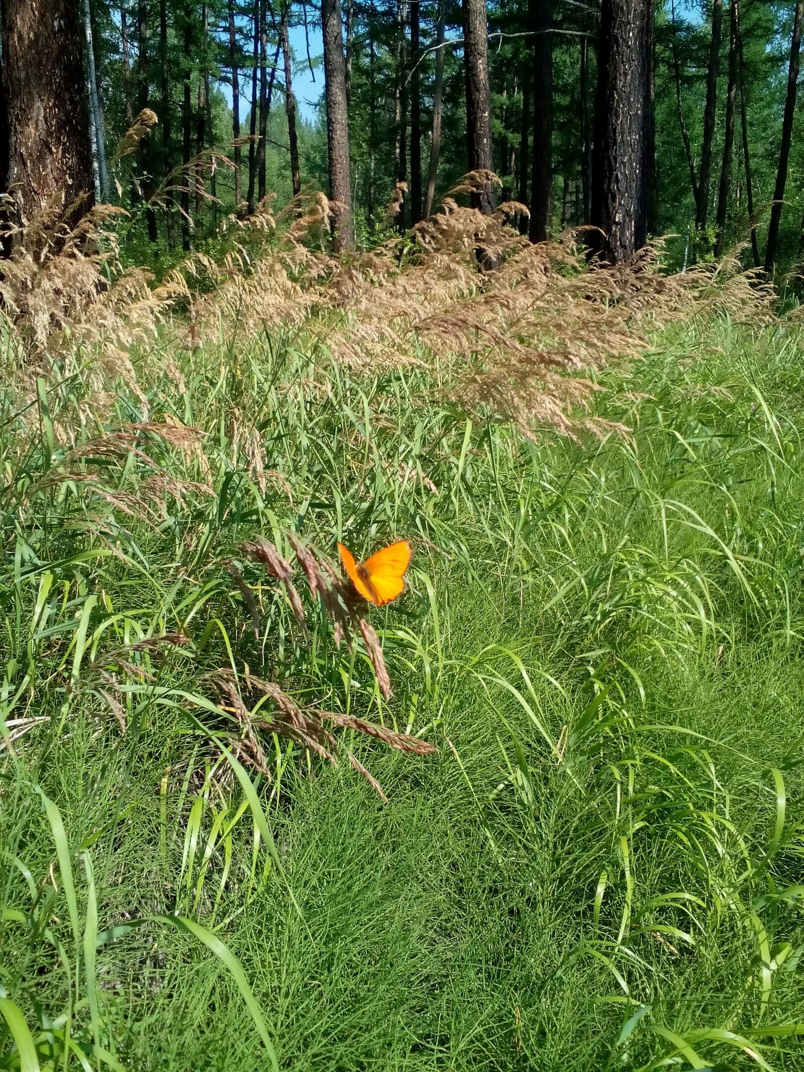 Transbaikalia. Sorry for the quality. - My, Butterfly, Forest, Summer, Longpost