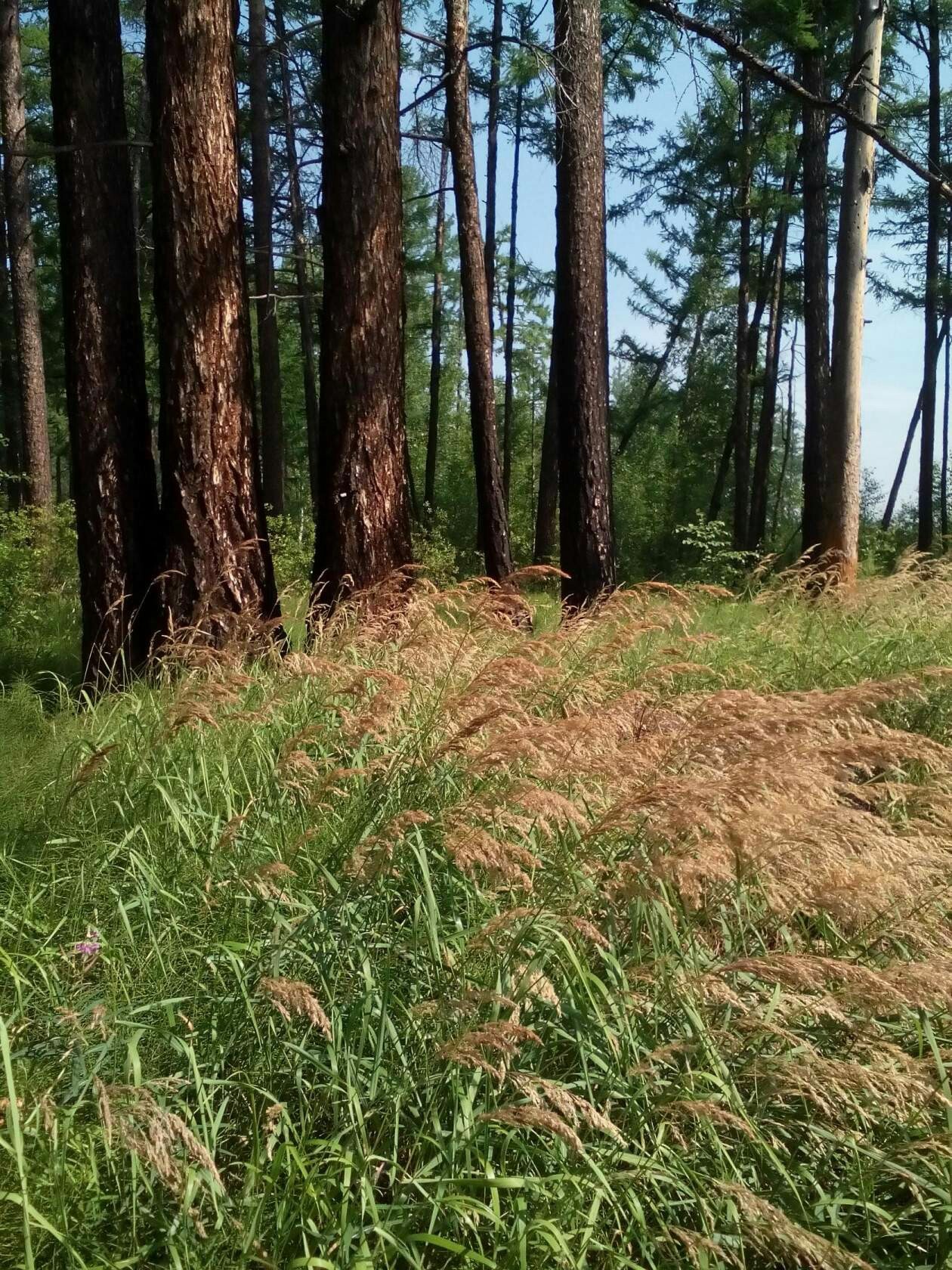 Transbaikalia. Sorry for the quality. - My, Butterfly, Forest, Summer, Longpost