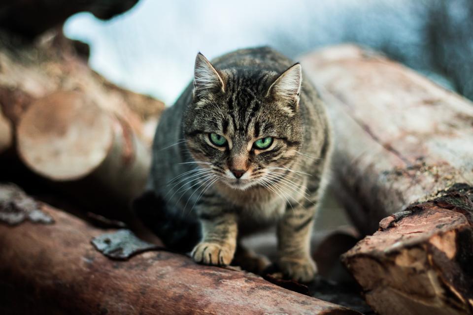 Пожалуй, я пойду дальше - Кот, Фотография, Опасный