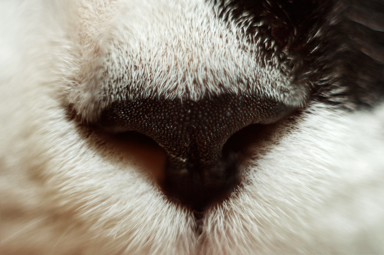 cat in detail - My, cat, The photo, Helios, Macro rings, Nose, Longpost, Helios