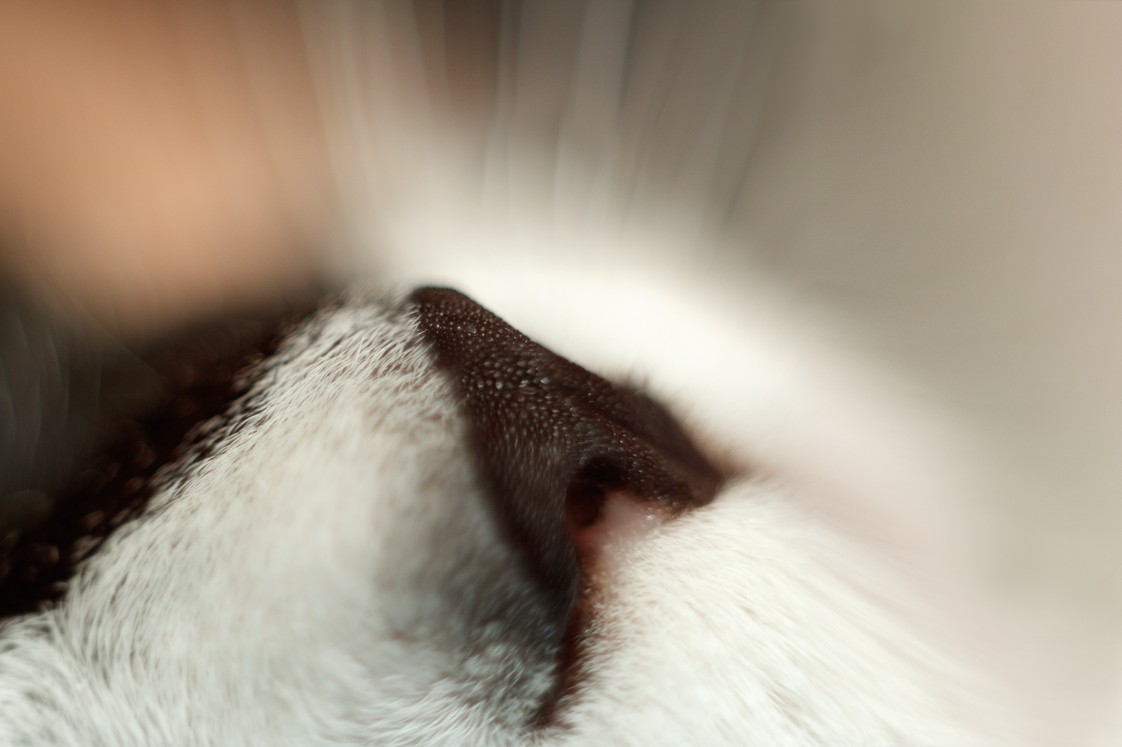 cat in detail - My, cat, The photo, Helios, Macro rings, Nose, Longpost, Helios