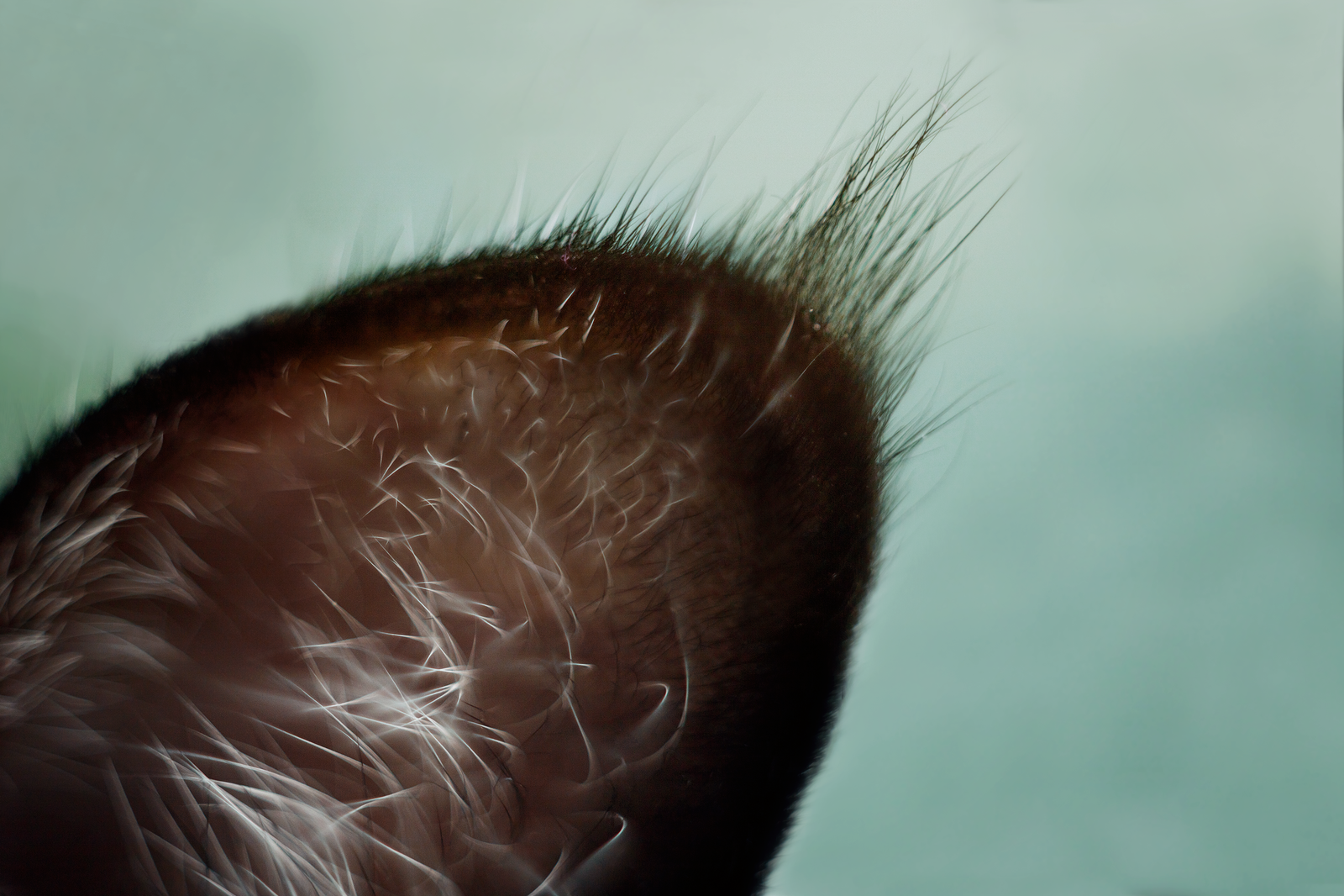 cat in detail - My, cat, The photo, Helios, Macro rings, Nose, Longpost, Helios