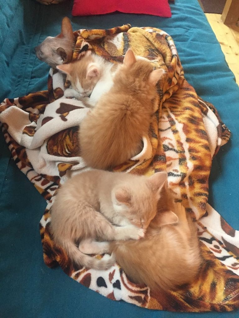 Good post. The kittens are looking for a new home. Moscow, Istra - My, , Kittens, cat, Catomafia, Is free, Moscow, Istra, In good hands