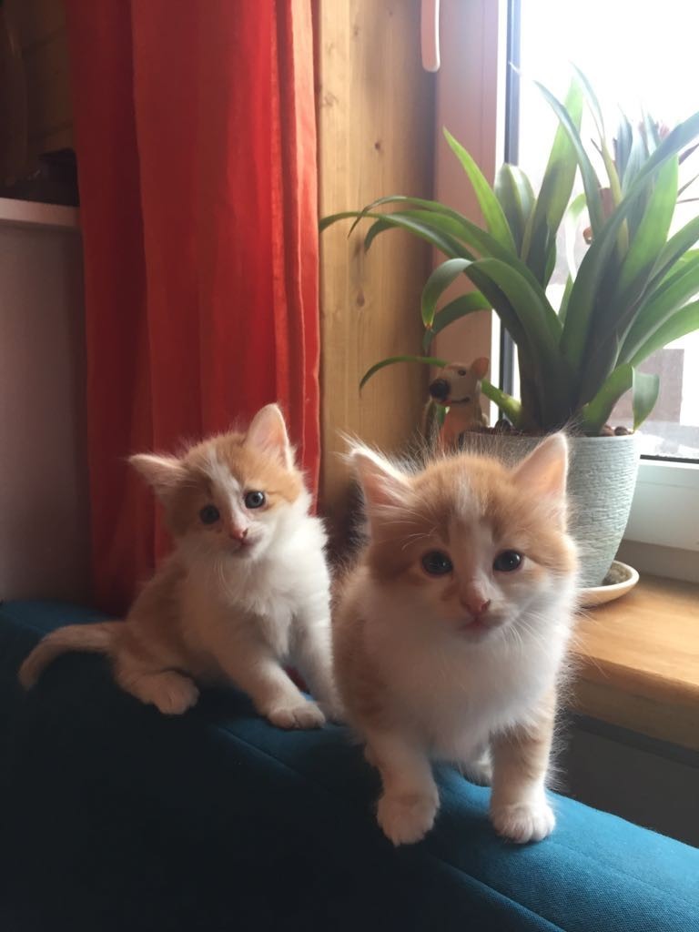 Good post. The kittens are looking for a new home. Moscow, Istra - My, , Kittens, cat, Catomafia, Is free, Moscow, Istra, In good hands