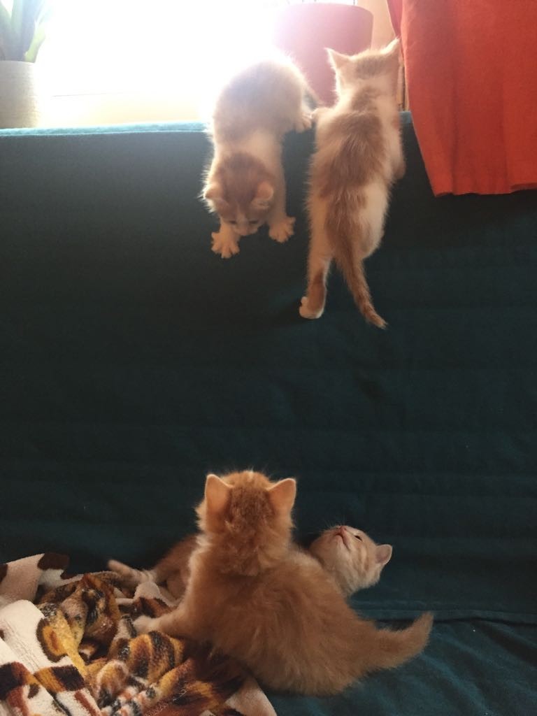 Good post. The kittens are looking for a new home. Moscow, Istra - My, , Kittens, cat, Catomafia, Is free, Moscow, Istra, In good hands