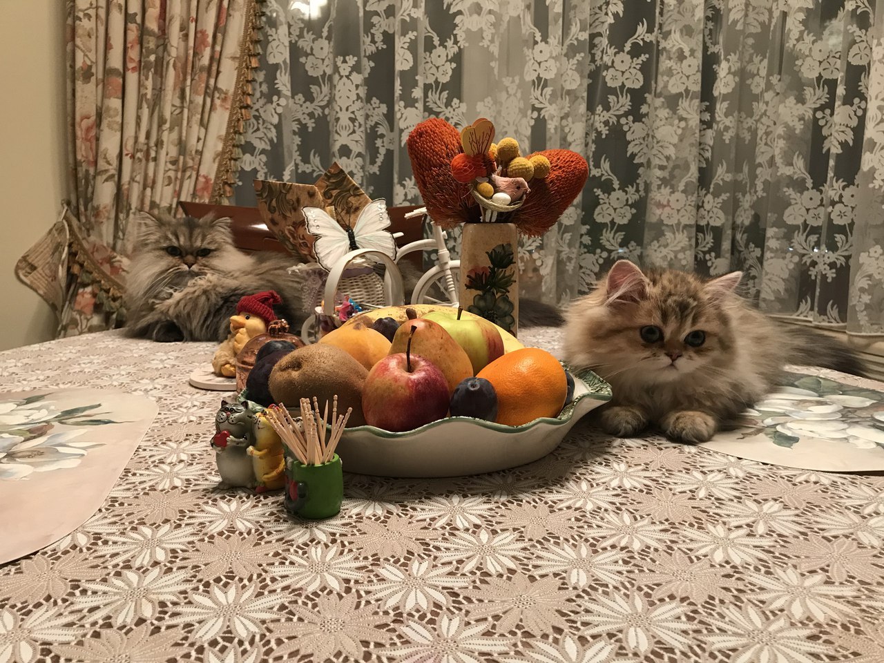 The table is set - cat, Table, Homemade, The photo, Evening