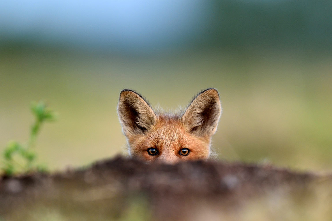 Little Predator ^_^ - Fox, Puppies, Redheads, Fur, Hide and seek, Ambush, Animals