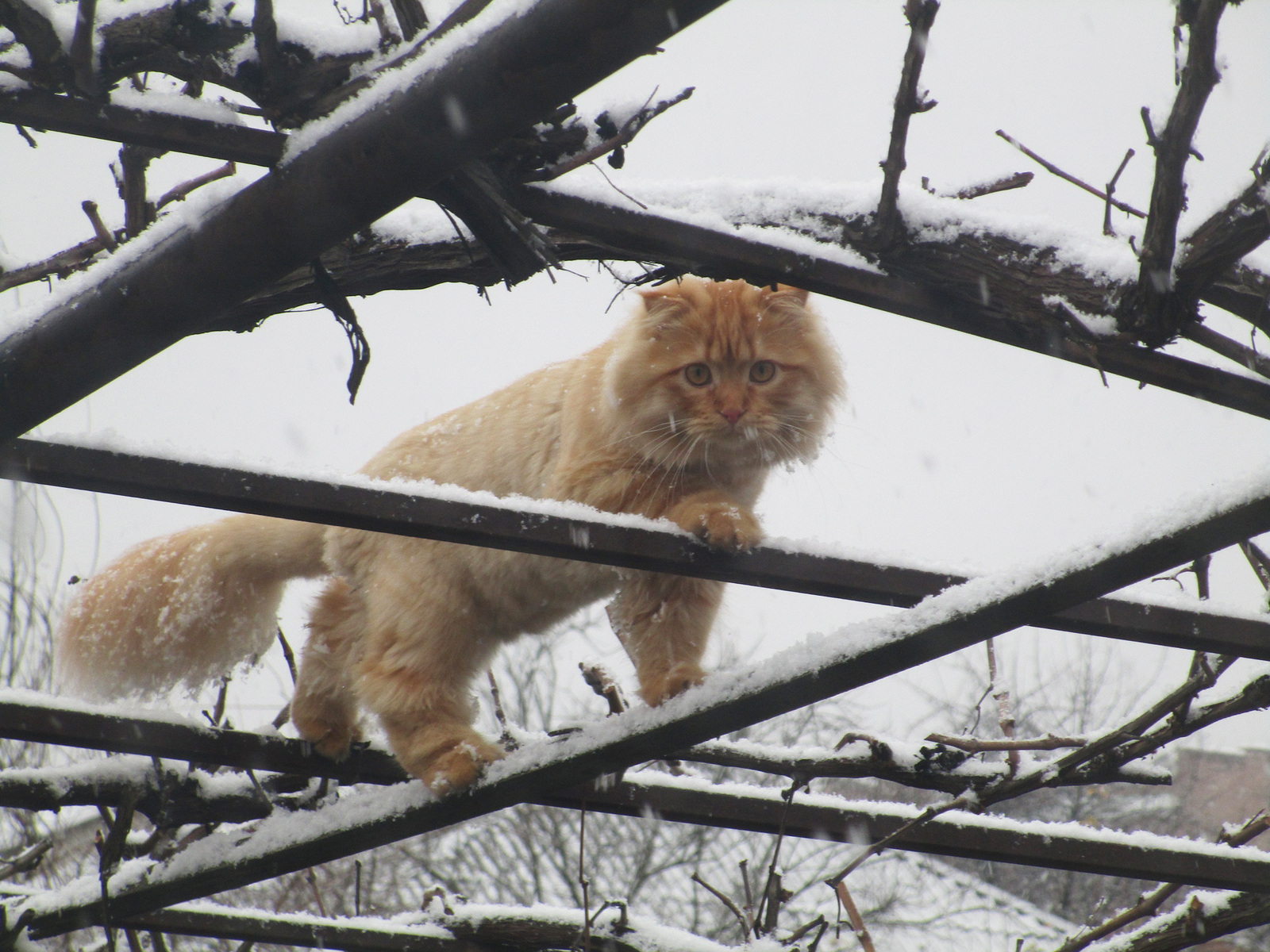 Levushka - My, cat, The photo, Snow