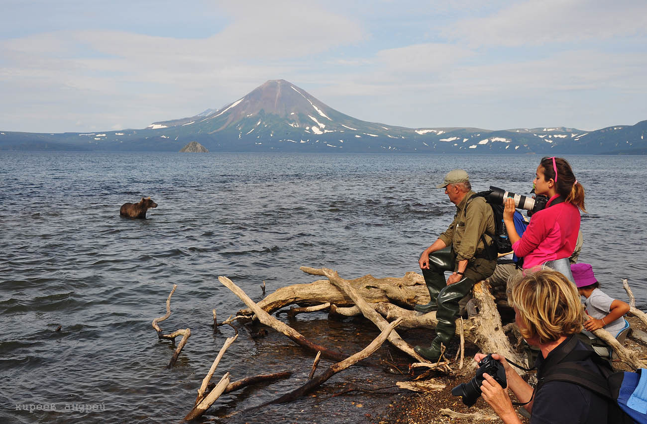 On a bear with a camera! - Bear, Kamchatka, , Longpost, The Bears