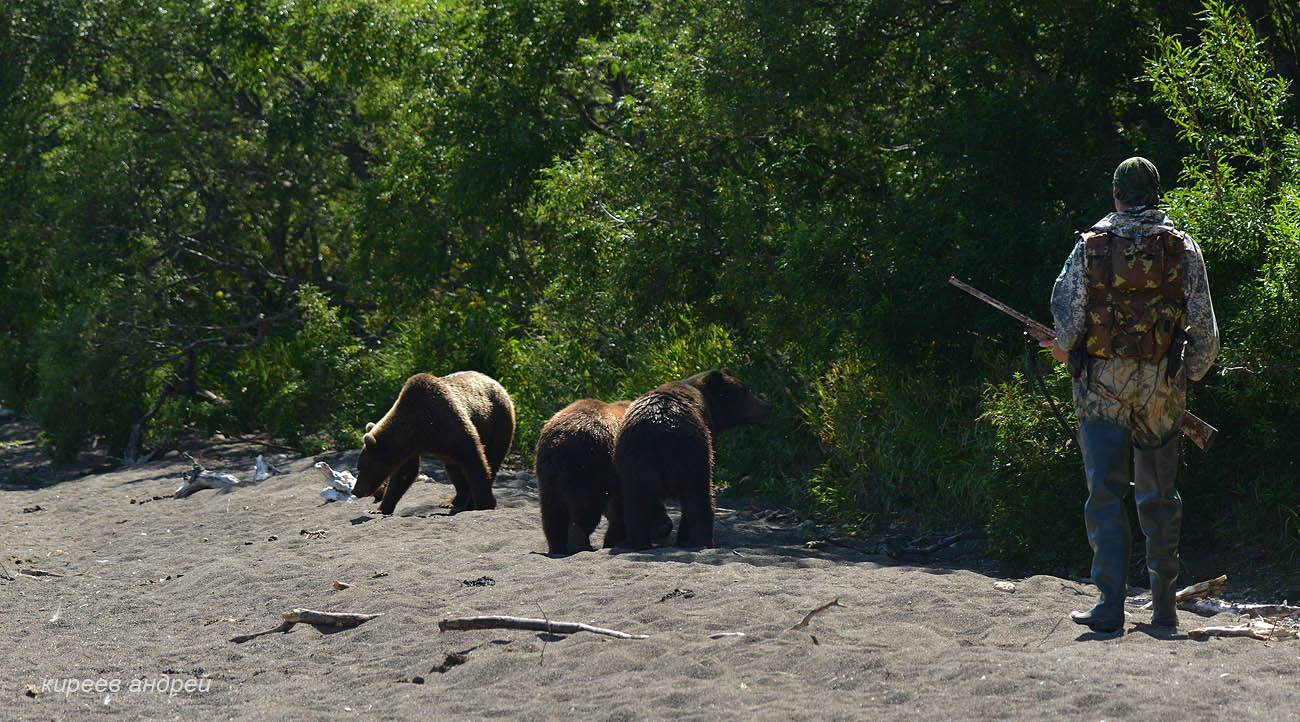 On a bear with a camera! - Bear, Kamchatka, , Longpost, The Bears