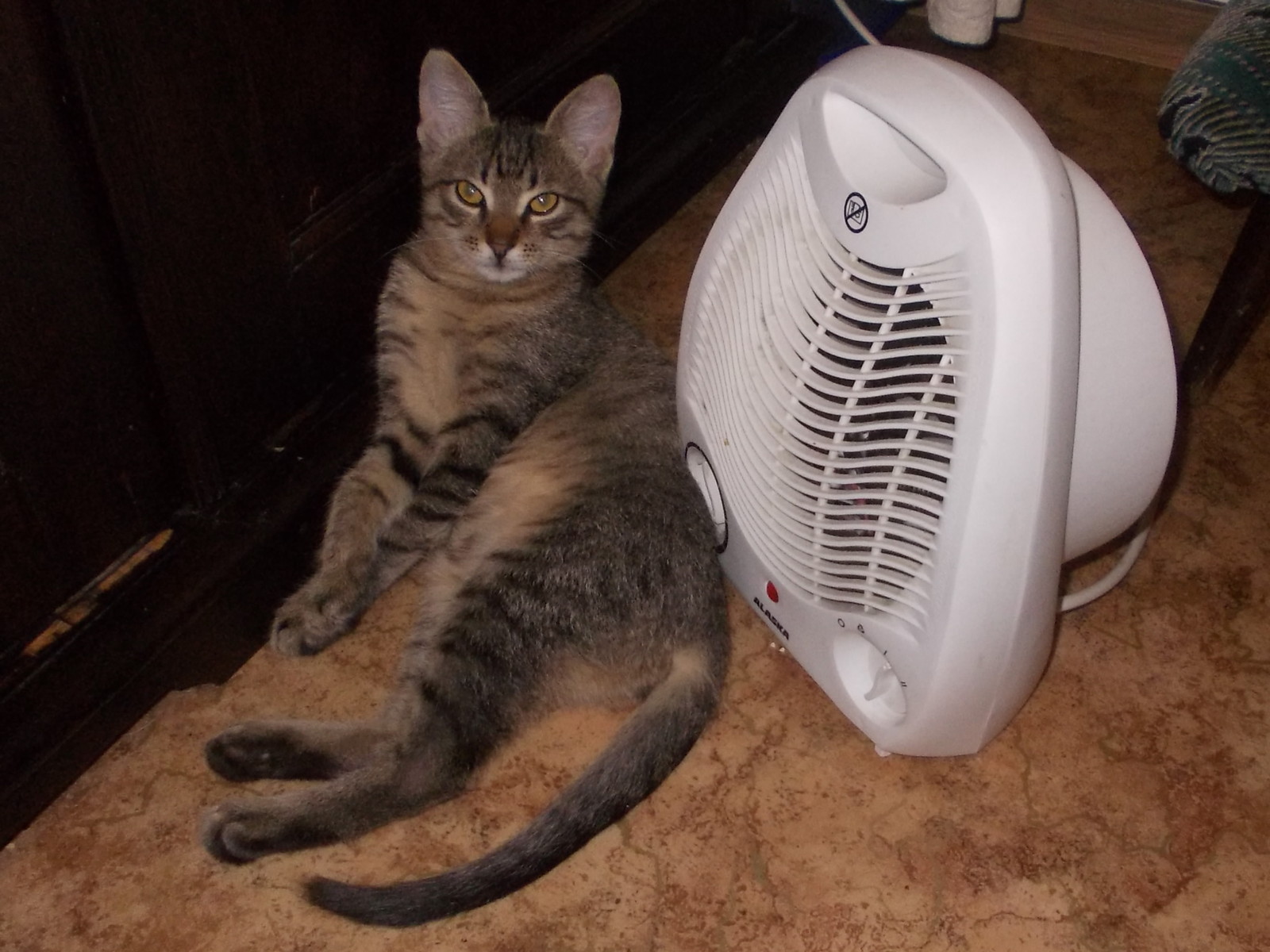 Wushan is heating up! :))) - My, cat, Winter, Cold