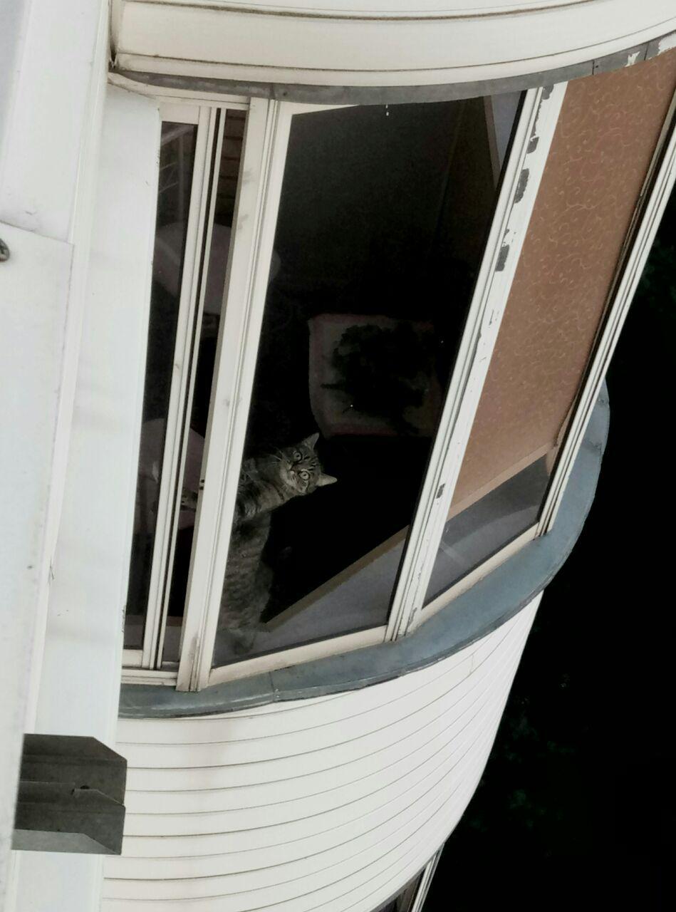 I looked out the window and there... - My, cat, The photo, View from the window, Stubbornness, WTF, Humor, Longpost