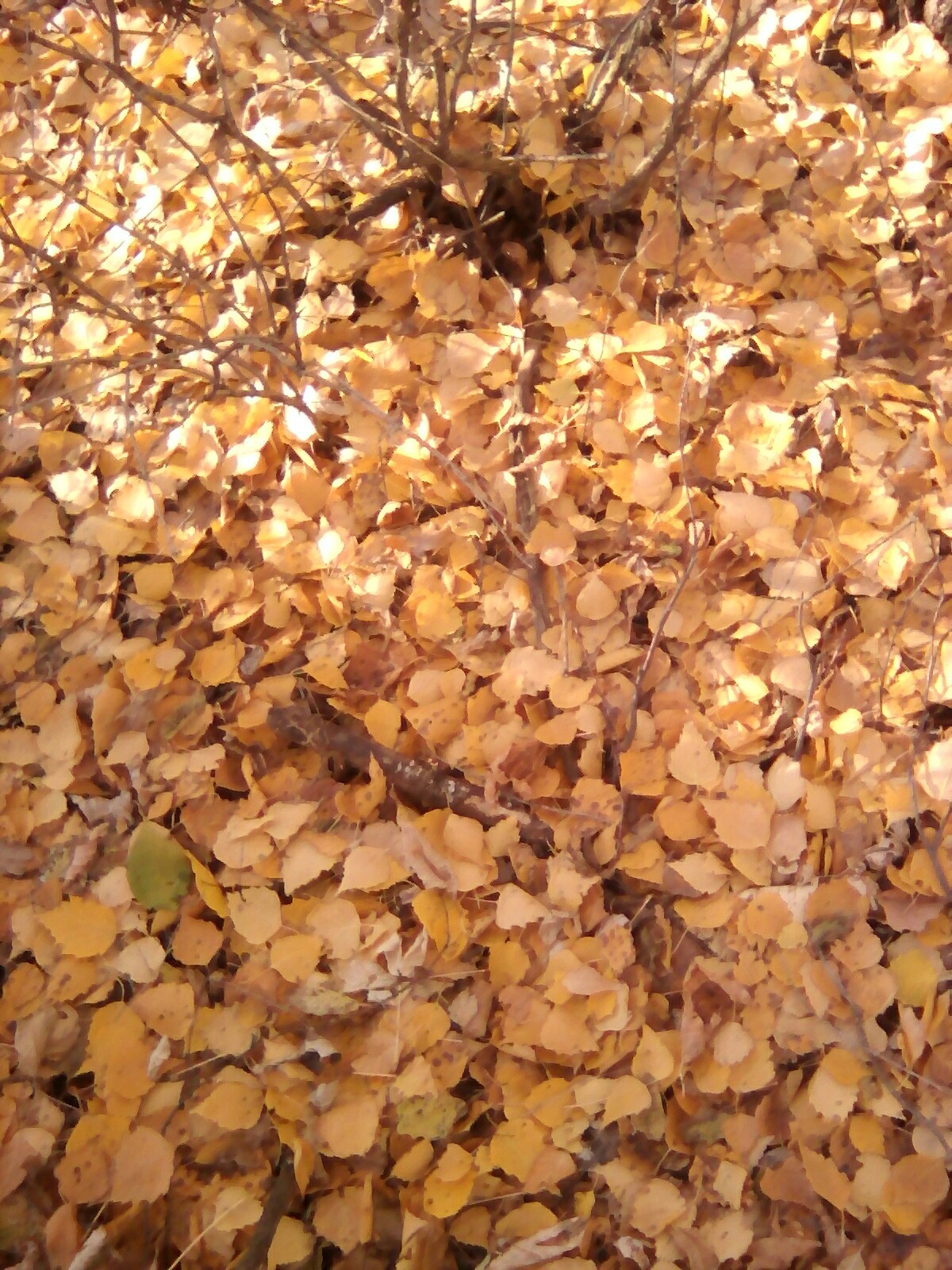 Autumn (Photo from the phone.) - My, Autumn, Nature, Nature photo, dawn, Orenburg, Longpost