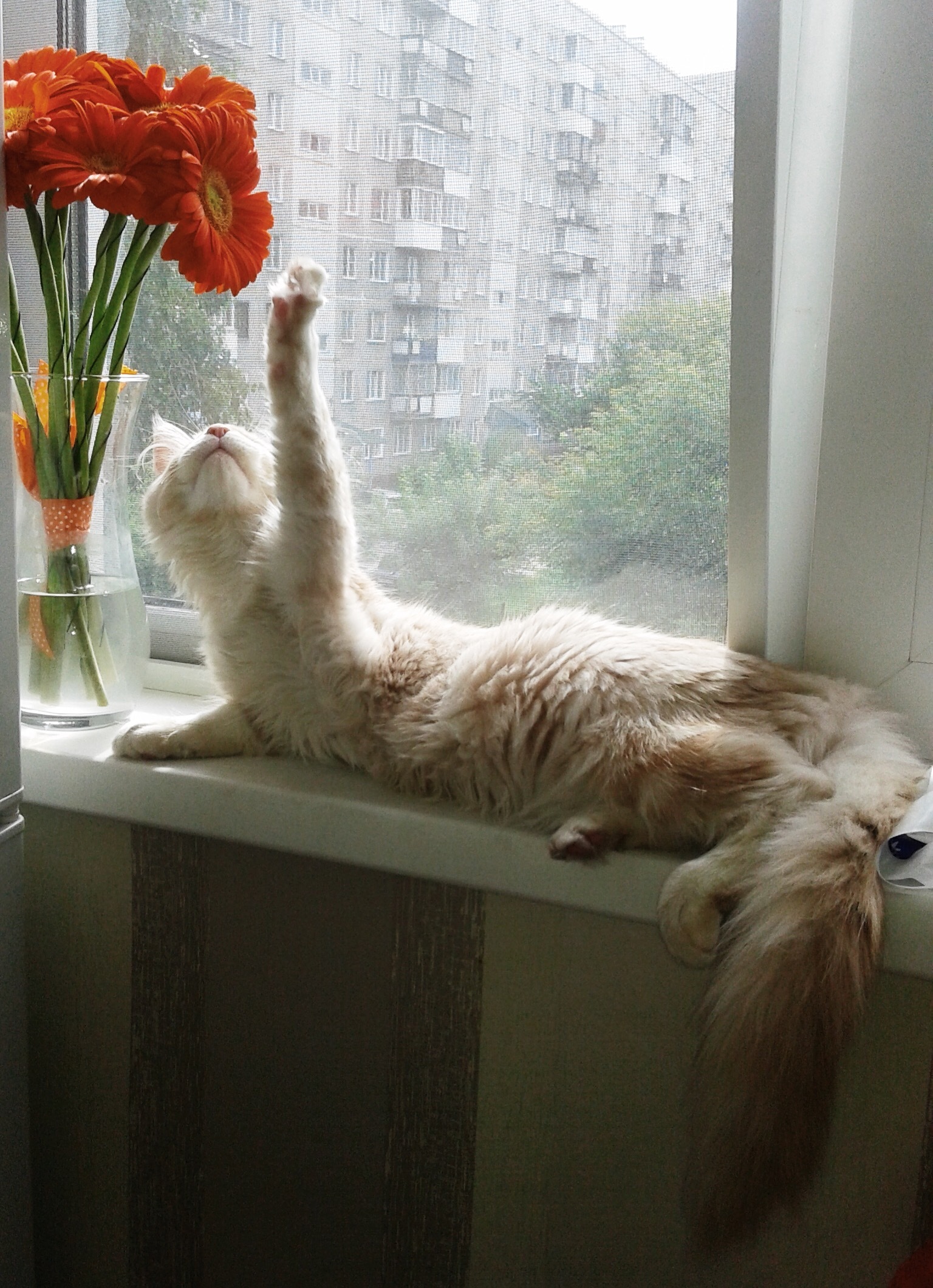 Photogenicity itself - My, Maine Coon, Paws, Ears, Tail, Longpost, cat