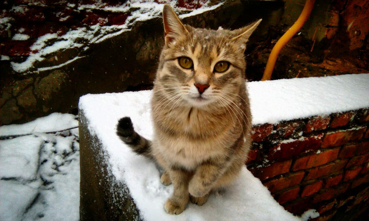 Snow. - My, cat, Snow, The photo